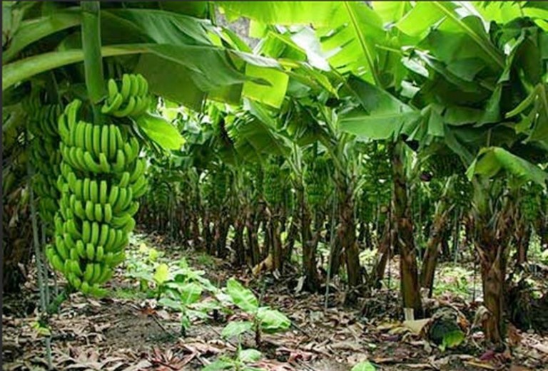 10. Los plátanos ya no sostienen a PV